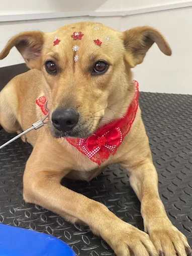 Cachorrinha com laço vermelho após atendimento