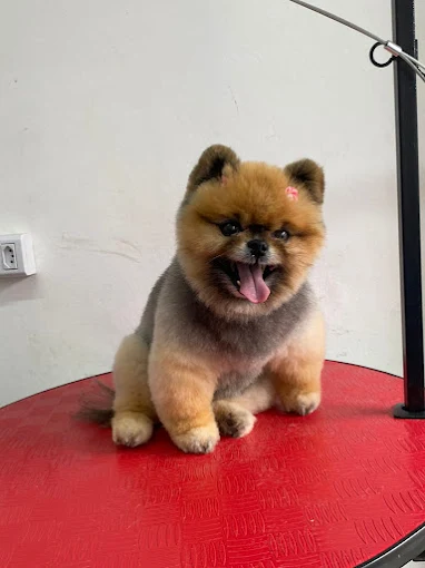 Cachorrinho após o banho e tosa na Betsy's