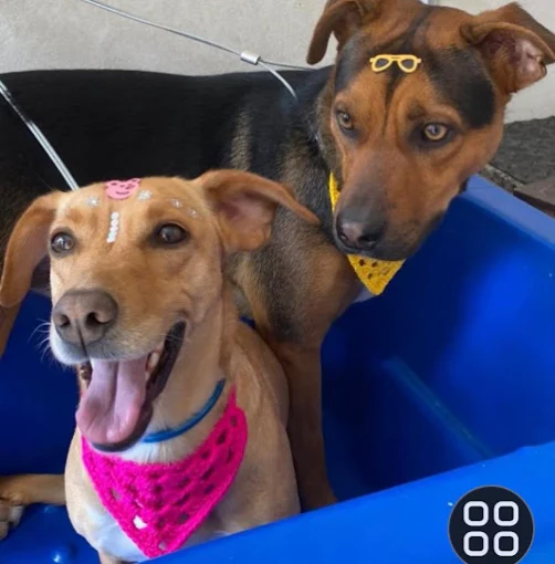 Dois cães após atendimento na Betsy's