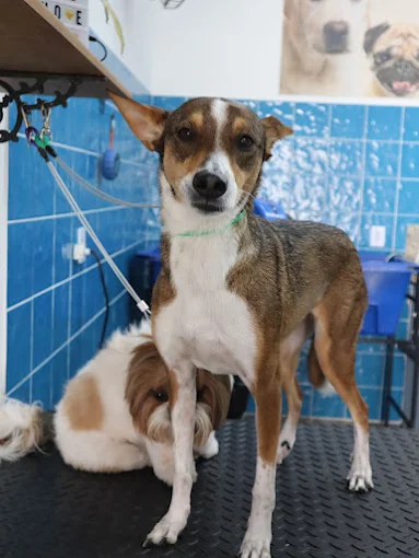 Cães durante atendimento