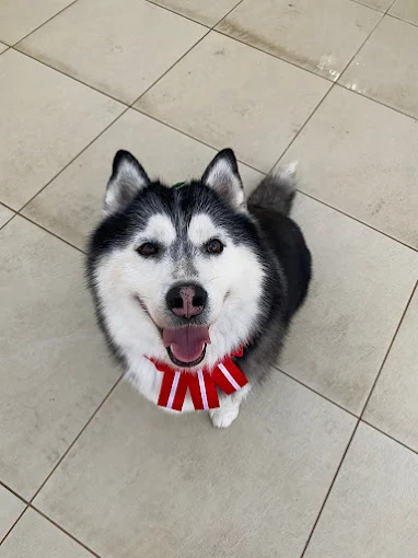Husky com laço após banho