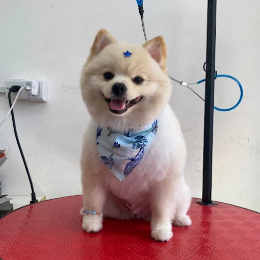Pet bem cuidado após tosa