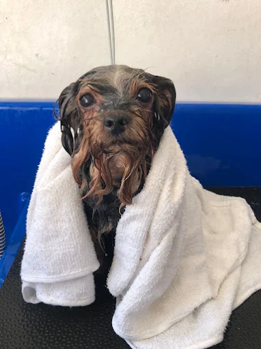 Pet enrolado em toalha durante o banho