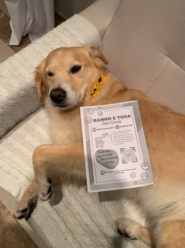Cão relaxando após atendimento